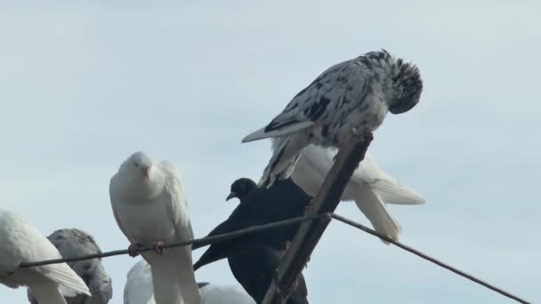 Çok Güzel Renkli Anket Güvercinleri Gökyüzüne Doğru Sallanan Güvercin Anteninin — Stok video