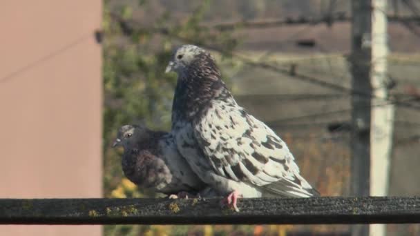 Bir Çift Safkan Mermer Güvercin Ahşap Bir Kavşakta Eşleşir Yakın — Stok video