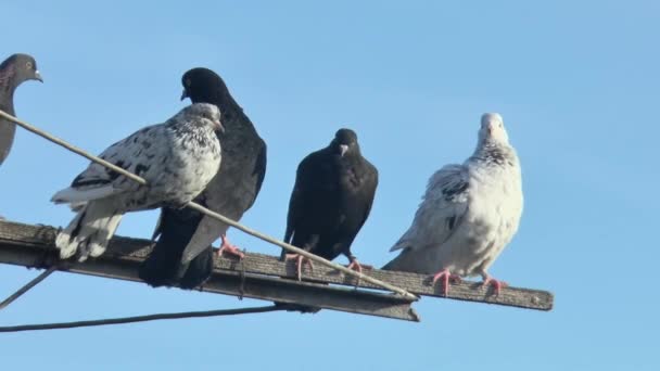 Beaux Pigeons Roulants Reposent Sur Une Antenne Pigeon Contre Ciel — Video
