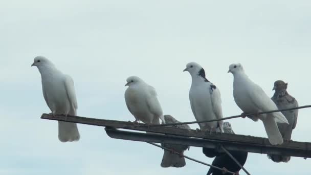 아름다운 비둘기는 하늘을 배경으로 흔들리는 비둘기 안테나 — 비디오
