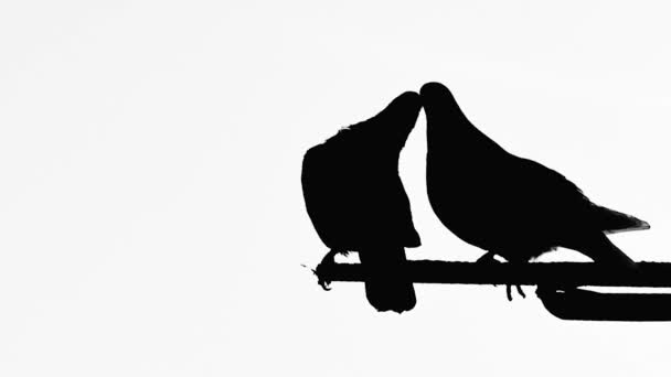 Kissing Pair Pigeons Antenna Black White Silhouette Close — Stock Video