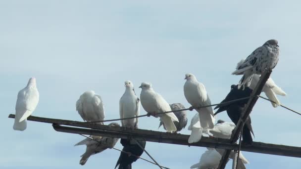 Roller Gołębie Różnych Kolorach Spoczywają Antenie Gołębia Przed Błękitnym Niebem — Wideo stockowe