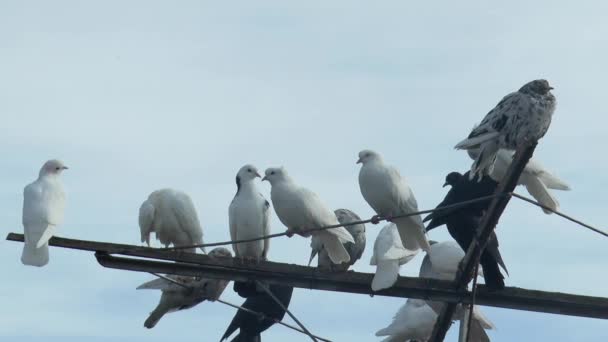 Farklı Renkte Patenli Güvercinler Gökyüzüne Karşı Bir Güvercin Anteninde Dinleniyor — Stok video