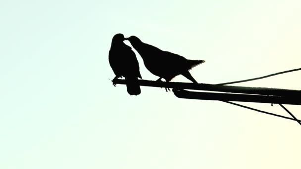 Sărutând Porumbei Antenă Într Siluetă Întunecată — Videoclip de stoc