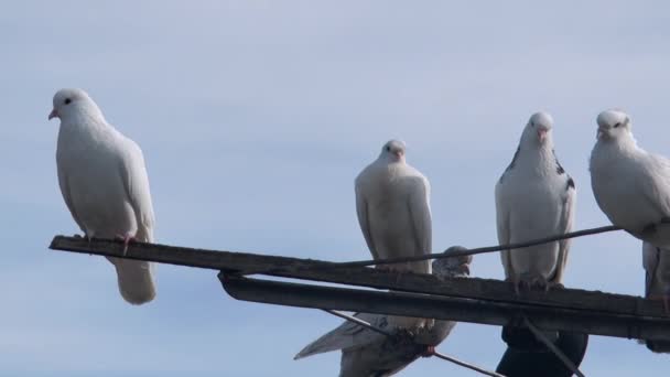 Gołębie Rolkowe Spoczywające Antenie Gołębia Niebie — Wideo stockowe