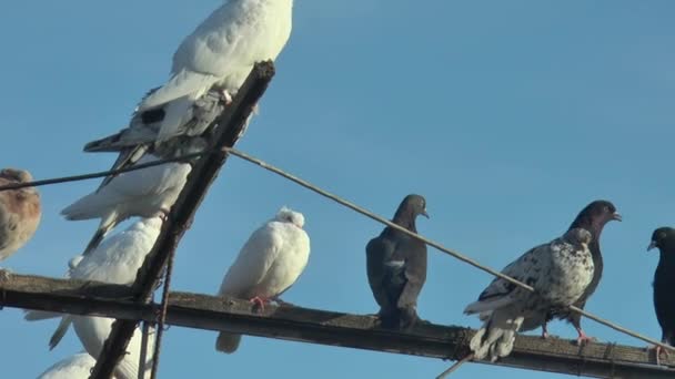 Pigeons Roulants Reposant Sur Une Antenne Pigeon Contre Ciel Bleu — Video