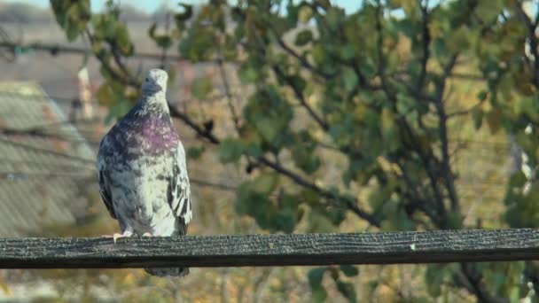 Ahşap Bir Direkte Mermer Renkli Safkan Güvercin — Stok video