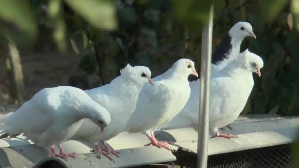 白色美丽的云霄飞鸽在屋顶上的鸽子 — 图库视频影像