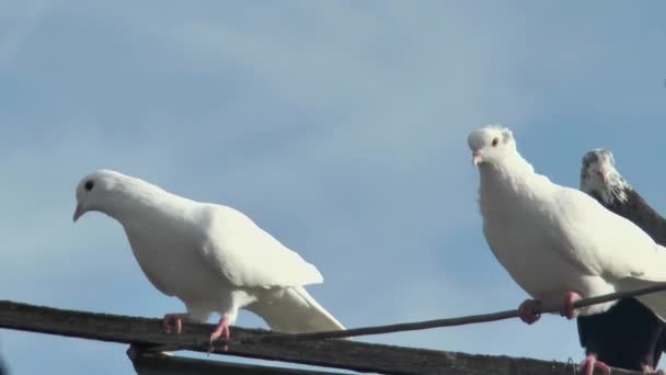 Pombos Engraçados Brancos Rolo Estão Descansando Uma Antena Balançando Pombo — Vídeo de Stock