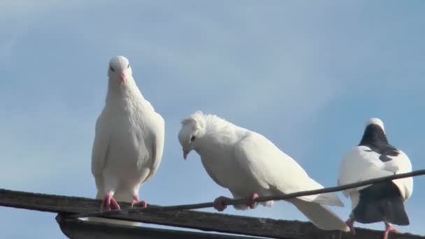 Białe Piękne Śmieszne Gołębie Rolkowe Spoczywają Antenie Gołębia Zbliżenie Niebie — Wideo stockowe
