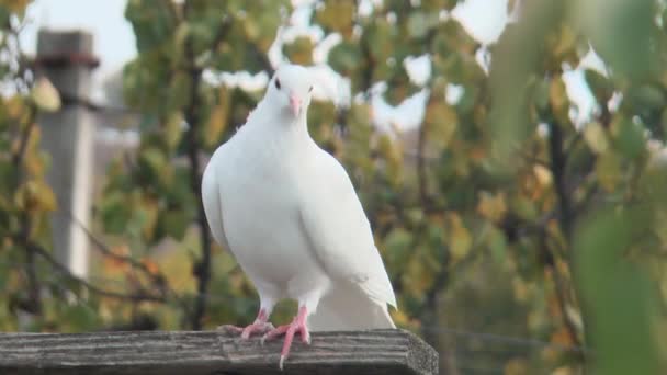 白いローラー鳩が木製のクロスバーの上で休んでいる — ストック動画