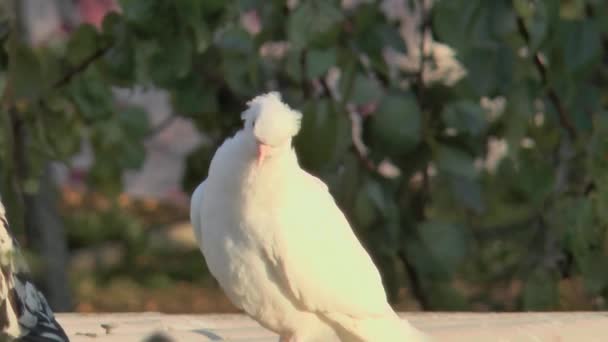 朝の光の中で白い鳩が — ストック動画
