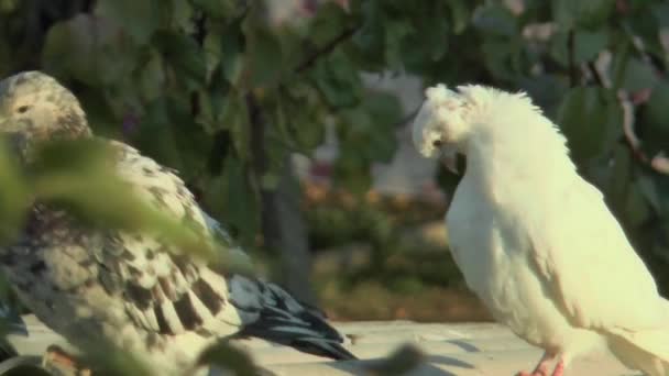 Biały Gołąb Świetle Porannym Zbliżenie Tle Liści — Wideo stockowe