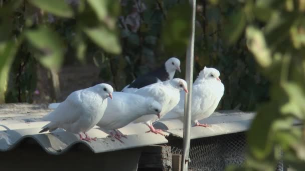 Białe Gołębie Rolkowe Dachu Gołębia — Wideo stockowe