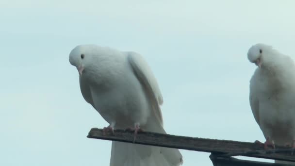 Białe Gołębie Rolkowe Spoczywające Wahadłowej Antenie Gołębia Zbliżenie — Wideo stockowe