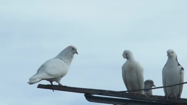 Beyaz Tekerlekli Güvercinler Sallanan Güvercin Anteninde Dinleniyor — Stok video