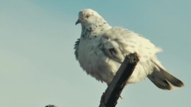 Bir cins güvercin uçarken geri takla atıyor, sallanıyor, gökyüzüne karşı, yakın çekim, ağır çekimde.