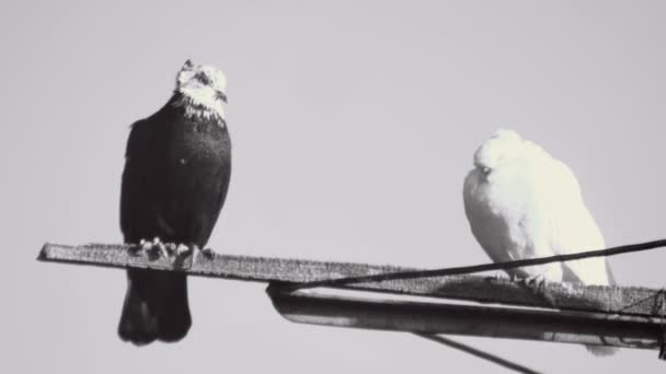 Une Paire Pigeons Race Faisant Des Sauts Périlleux Volant Contre — Video