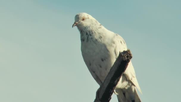 Pigeon Une Race Faisant Des Sauts Périlleux Tout Volant Secoue — Video