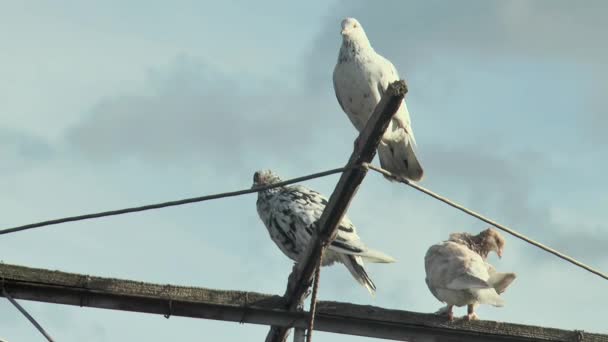 Quatre Pigeons Gracieux Race Faisant Demi Tour Volant Sur Fond — Video