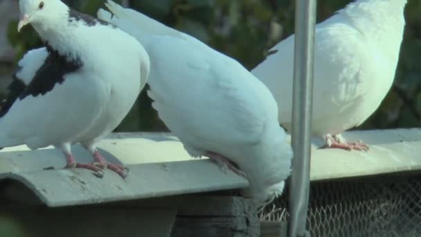 Pigeons Blancs Race Faisant Retours Vol Sur Toit Pigeonnier — Video
