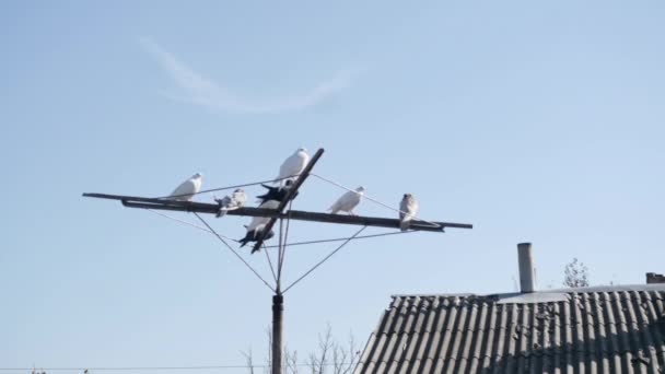 Timelapse Doves Resting Antenna Next Roof House — Stock Video