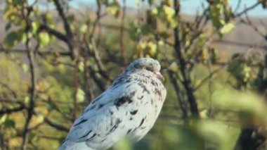 Sonbahar yapraklı, kenar manzaralı bir dalın arka planında mermer renkli safkan güvercin..