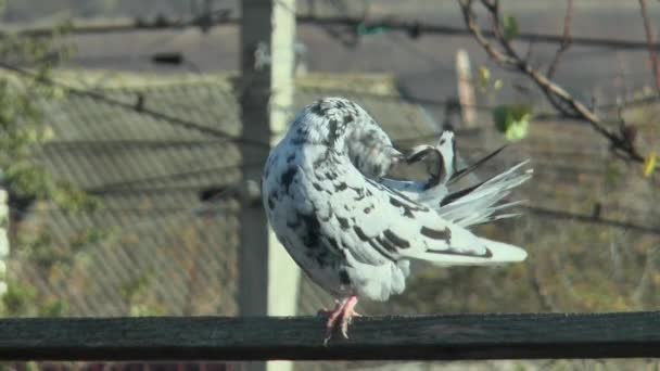 Safkan Mermer Güvercin Kuyruğunu Ahşap Bir Geçitte Temizler — Stok video