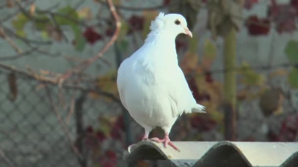 Biały Gołąb Chodzi Odlatuje Dachu Łupkowego — Wideo stockowe