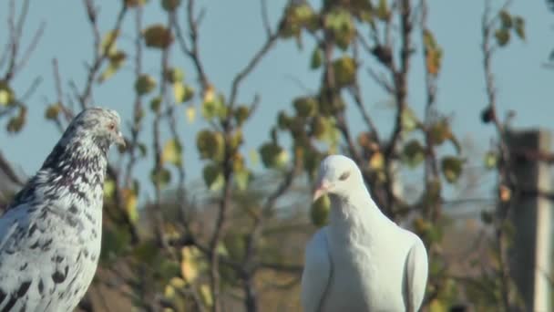 Beyaz Mermer Güvercinler Sonbahar Yapraklı Dalların Arka Planında — Stok video