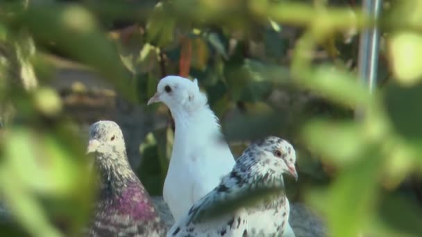 Gołębie Białe Marmurowe Przez Liście — Wideo stockowe