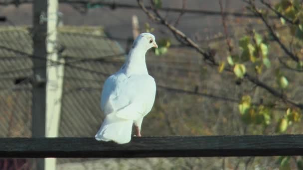 白い若い鳩が木製の十字バーに — ストック動画