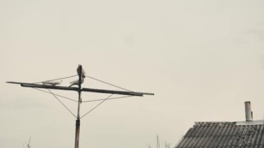  Zaman ayarlı güzel güvercinler çatıya yakın bir antende dinleniyor siyah beyaz bacası olan..