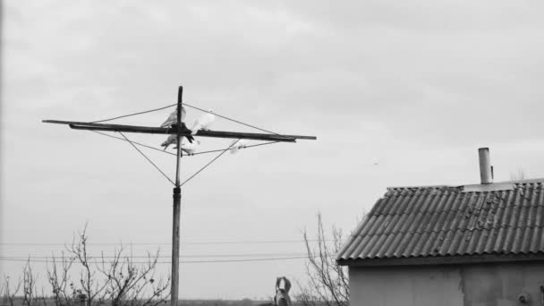 Beaux Pigeons Reposent Sur Antenne Sur Fond Ancien Toit Avec — Video