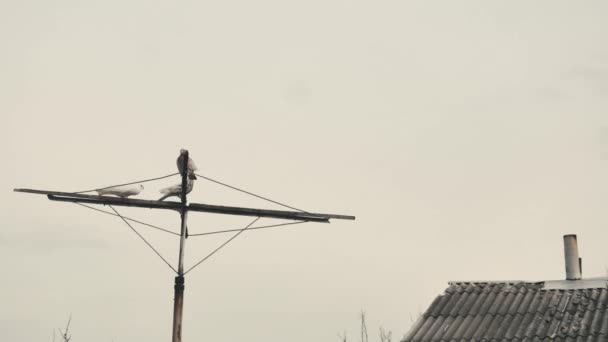 Timelapse Belos Pombos Descansando Uma Antena Perto Telhado Com Uma — Vídeo de Stock