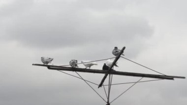 Güvercinlerin üzerindeki bulutların hareket hızı