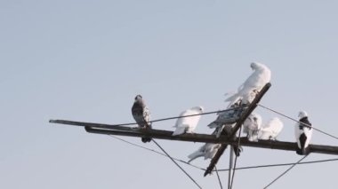 Kumruların antende dinlendiği zaman dilimi.