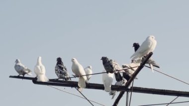 Güzel safkan güvercinler mavi gökyüzüne karşı antenin üzerinde dinleniyor..