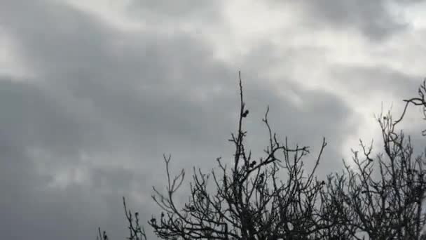 Movimento Lapso Tempo Nuvens Escuras Sobre Galhos Árvores Sem Folhas — Vídeo de Stock