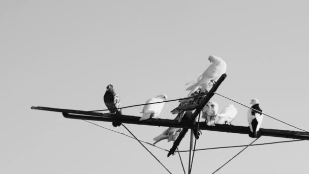 时间流逝了 鸽子在天线上靠着天空休息 白纸黑字 — 图库视频影像