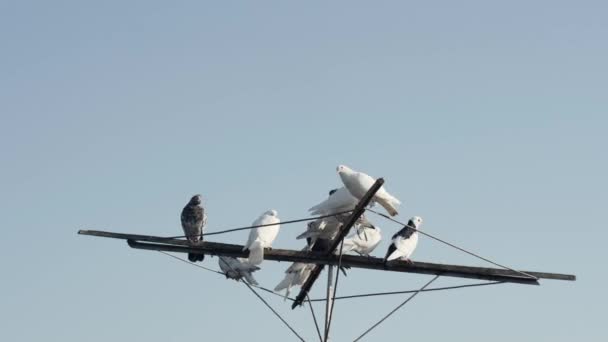 时间流逝 鸽子停在天线上对着天空 — 图库视频影像