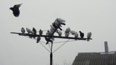 Kara güvercin diğer safkan güvercinlerle birlikte antenin üzerinden uçuyor..