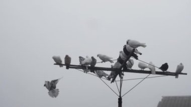  Bir anten üzerinde safkan güvercin sürüsü Sabah gökyüzünün arka planına karşı.