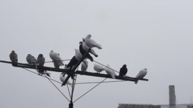 Sonbahar sisinde bir anten üzerinde safkan güvercin sürüsü..