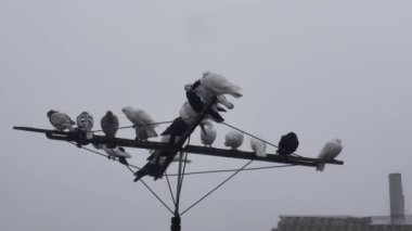 Sabah sisli bir antende safkan güvercin sürüsü..