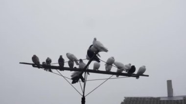 Güzel güvercinler gökyüzüne karşı sallanan bir antende.