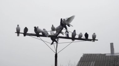 Safkan güvercinler bacası olan eski bir çatı yanında bir antenin üzerinde dinleniyorlar..
