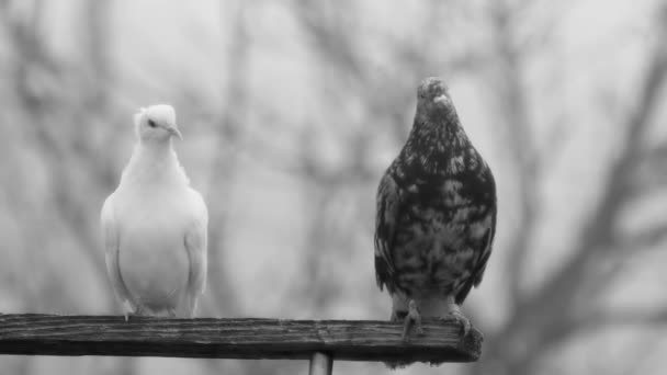 木製のクロスバーの上の美しい鳩のペア黒と白の背景に — ストック動画