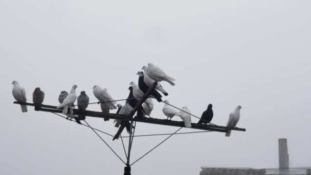 Gökyüzüne Karşı Bir Anten Üzerinde Safkan Güvercin Sürüsü — Stok video