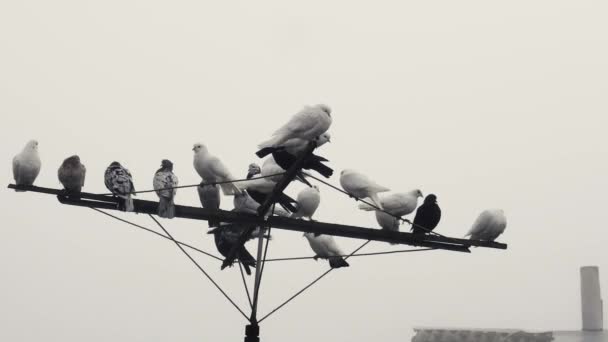 Troupeau Pigeons Pur Sang Repose Sur Une Antenne Contre Ciel — Video